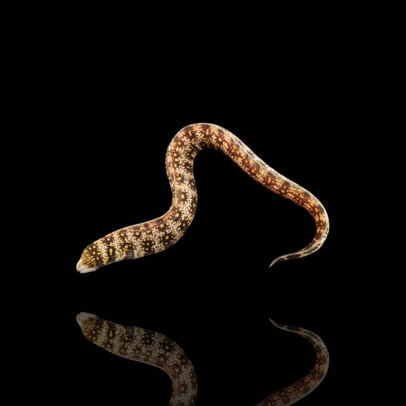 Echidna Nebulosa (M)