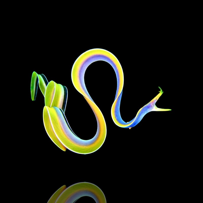 Rhinomuraena Quaesita  (S-M) Juvenile