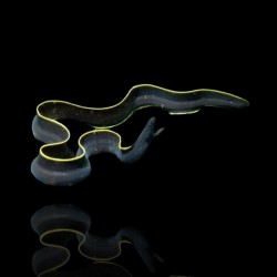 Rhinomuraena Quaesita black | Coralandfishstore.nl