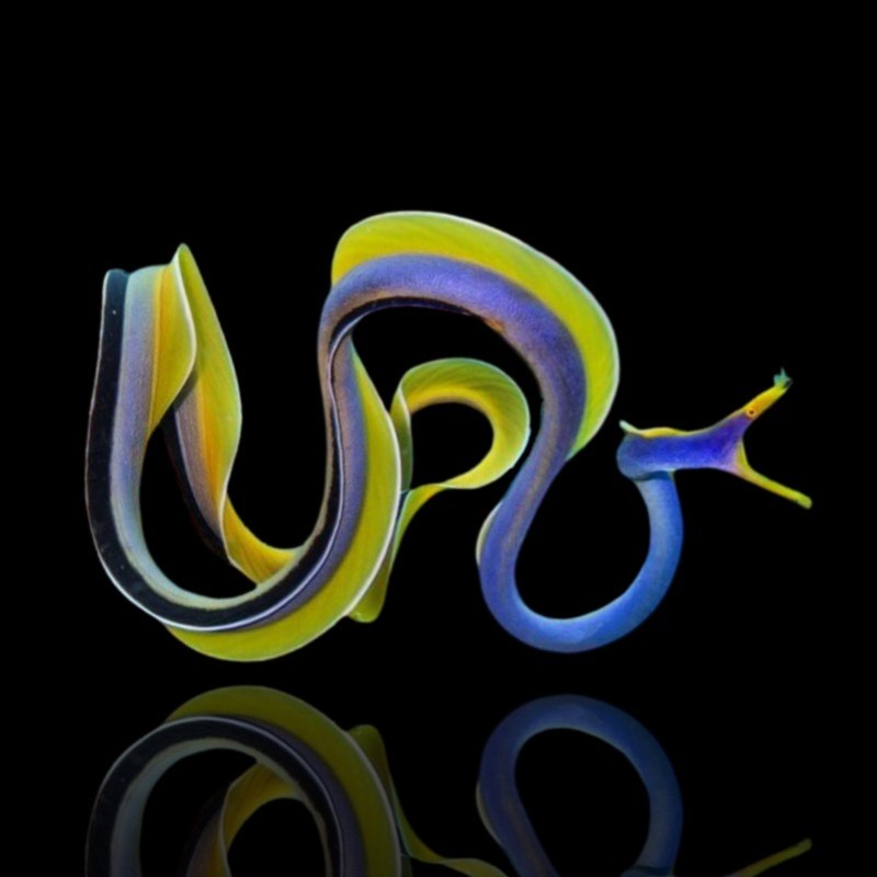 Rhinomuraena Quaesita Male