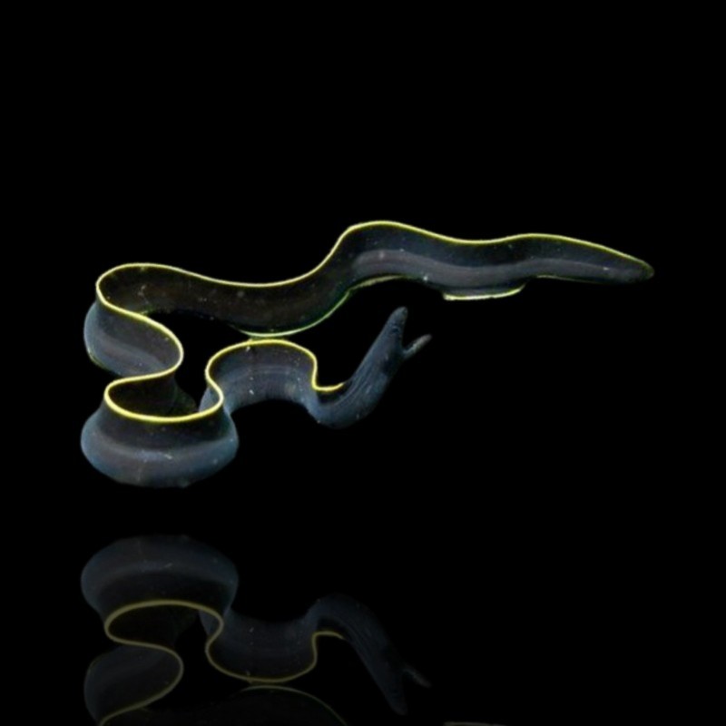 Rhinomuraena Quaesita Male