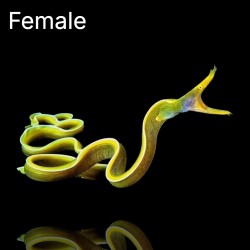 Rhinomuraena Quaesita Yellow (female)