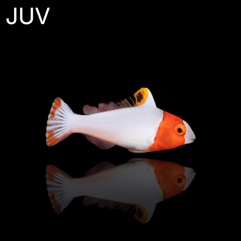 Cetoscarus Bicolor (M)