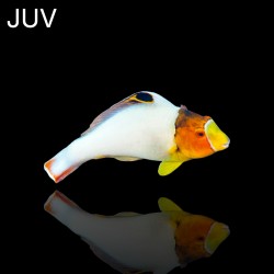 Cetoscarus Bicolor| Coralandfishstore.nl