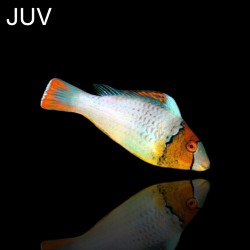 Cetoscarus Bicolor| Coralandfishstore.nl