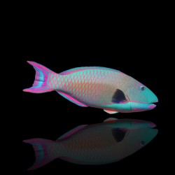 Cetoscarus Bicolor| Coralandfishstore.nl