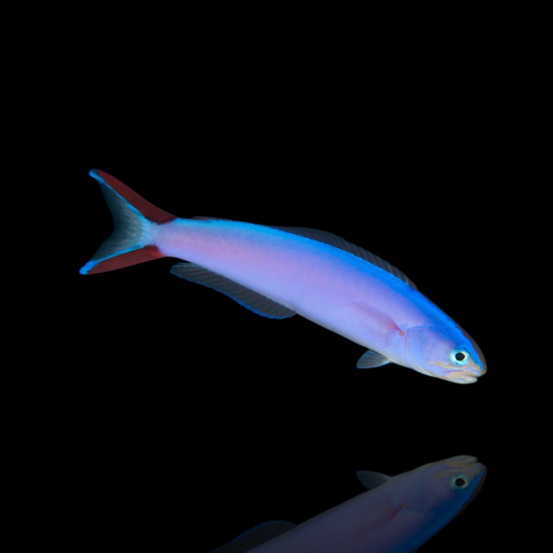 Hoplolatilus Purpureus