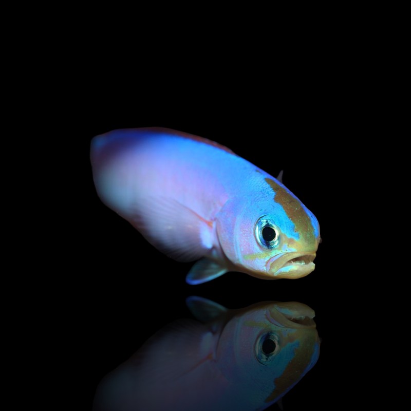 Hoplolatilus Purpureus