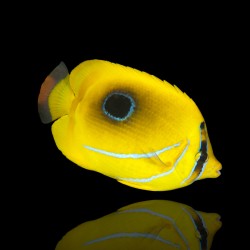 Coral And Fishstore - Chaetodon Bennetti - Eclips Koraalvlinder