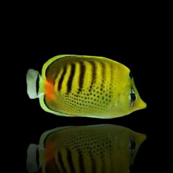 Coral And Fishstore - Chaetodon Punctatofasciatus - Geringde Koraalvlinder