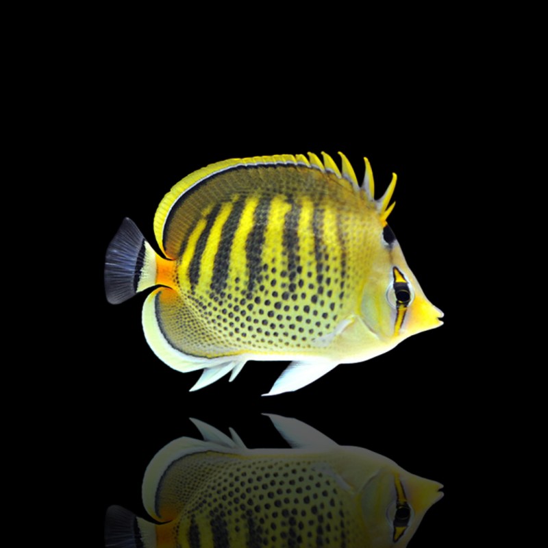 Chaetodon Punctatofasciatus