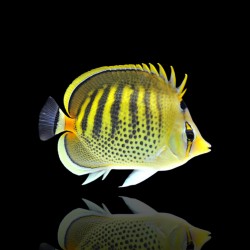 Chaetodon Punctatofasciatus