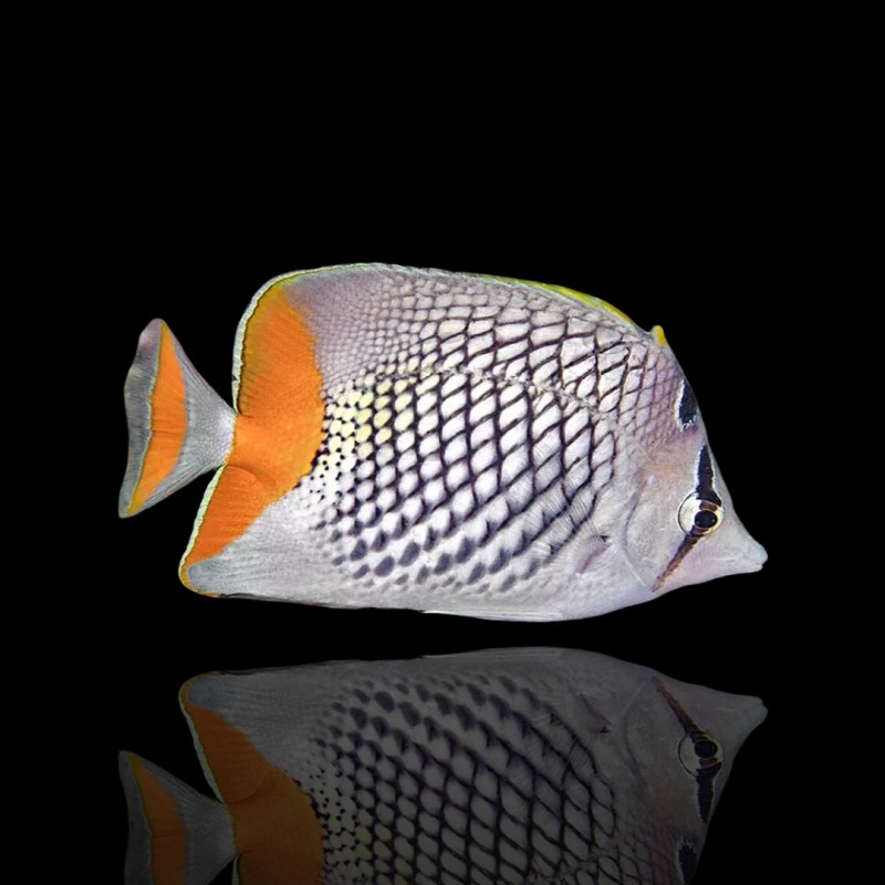 Chaetodon Xanthurus (M)