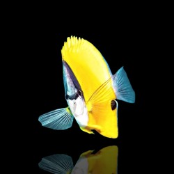 Coral And Fishstore - Forcipiger Flavissimus - Gele pincetvis