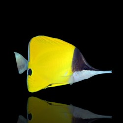 Coral And Fishstore - Forcipiger Flavissimus - Gele pincetvis