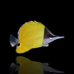 Coral And Fishstore - Forcipiger Flavissimus - Gele pincetvis