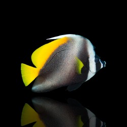 Coral And Fishstore - Heniochus Singularius