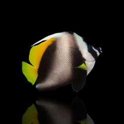 Coral And Fishstore - Heniochus Singularius