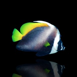 Heniochus Singularius