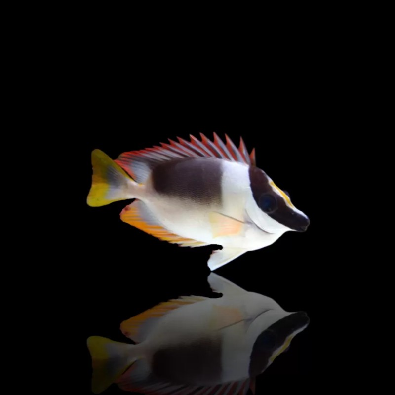 Siganus Magnifica (M)