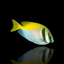 Siganus Virgatus  - Siganus Vossenkop