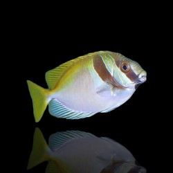 Siganus Virgatus  - Siganus Vossenkop