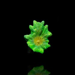 Pectinia space invaders