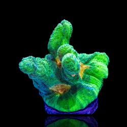 Pectinia space invaders