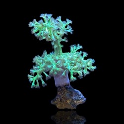 Capnella kenia tree green