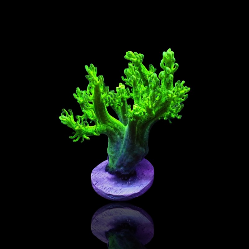 Capnella Kenia tree green