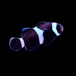 Amphiprion Ocellaris Black| Coralandfishstore.nl