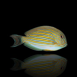Acanthurus lineatus XL-size | Coralandfishstore.nl