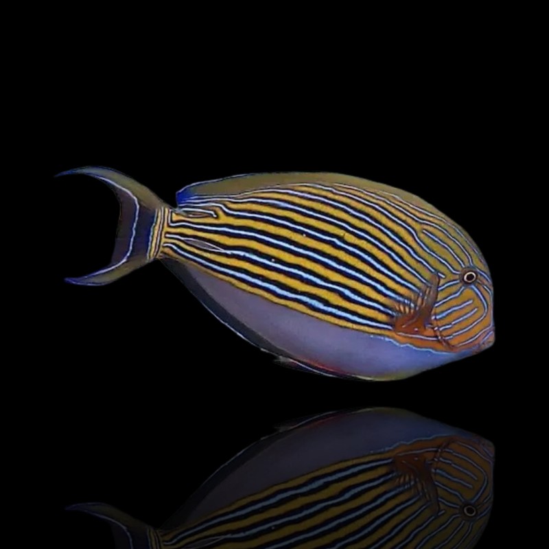 Acanthurus Lineatus (M)
