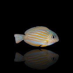 Acanthurus lineatus m-size|Coralandfishstore.nl