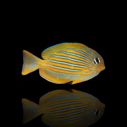 Acanthurus lineatus m-size|Coralandfishstore.nl