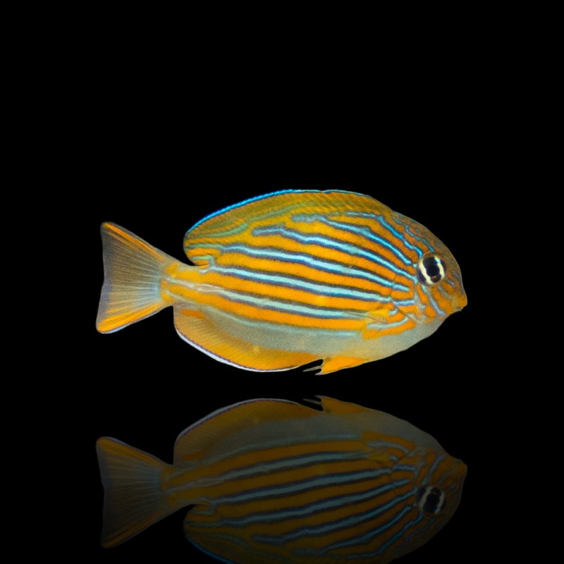 Acanthurus Lineatus (M)