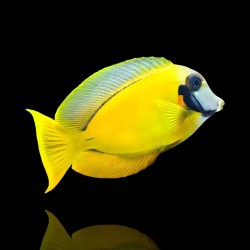 Acanthurus Pyroferus yellow juv m-size| Coralandfishstore.nl