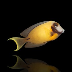 Acanthurus Pyroferus yellow juv m-size| Coralandfishstore.nl