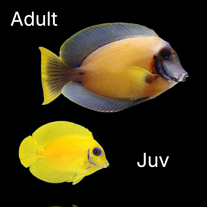 Acanthurus Pyroferus Yellow M (Juv)