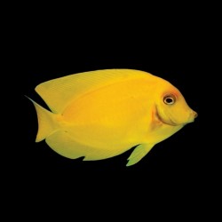 Acanthurus Pyroferus Yellow  S ( Juv )