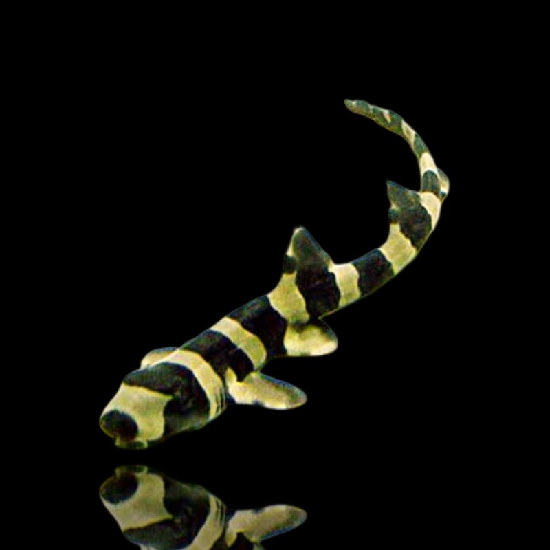 Chiloscyllium Punctatum (XL)