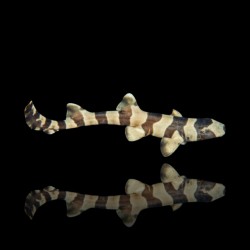 Chiloscyllium Punctatum (XL)