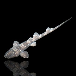 Chiloscyllium Plagiosum| Coralandfishstore.nl