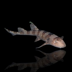 Chiloscyllium Plagiosum (L)