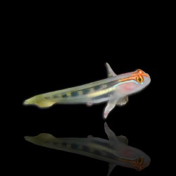 Elacatinus puncticulatus, roodkop blennie