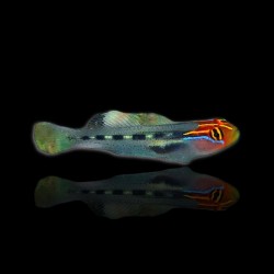 Elacatinus puncticulatus, roodkop blennie