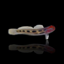 Elacatinus puncticulatus, roodkop blennie