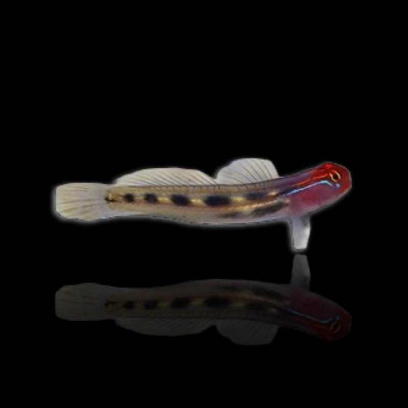 Elacatinus Puncticulatus