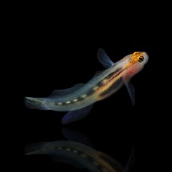 Elacatinus Puncticulatus