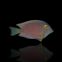 Ctenochaetus truncatus S kopen? | Coralandfishstore.nl